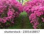 Tunnel of pink blooming azalea flowers in an outdoor garden at Brighton Dam in Brookeville, Maryland in spring.