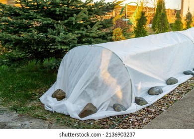 Tunnel Shelter For Roses. Cover The Roses For The Winter. Frost Protection Of Garden Plants. Autumn Work In The Garden