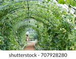 tunnel of the squash and pumpkins 