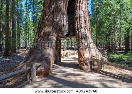tunnel through a giant tree, Sequoia National Forest

