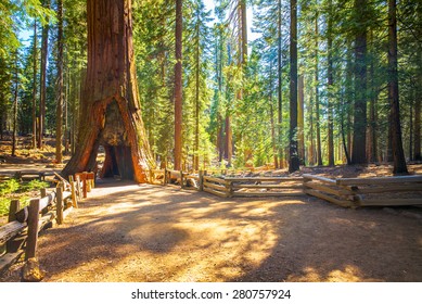 Tunnel Tree, Mariposa Grove, Yosemite National Park, California, USA - Sequoia Tree