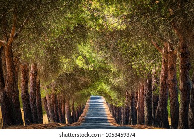 Tunnel Of Trees, Beja - Portugal