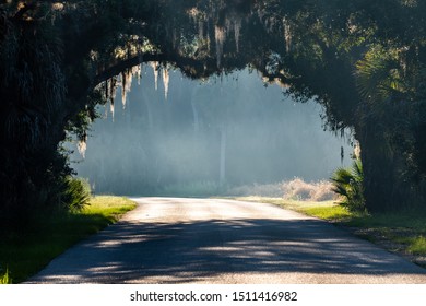 Tunnel Of Trees At A Park In Central Florida