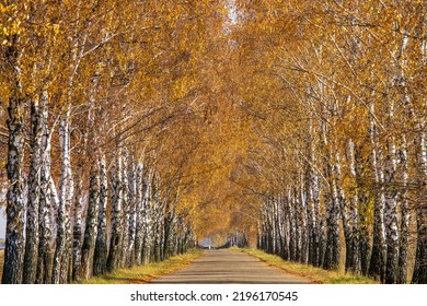 Tunnel With Two Lines Of Yellowed Birch Trees. Scenic Road At Sunny Autumn Day