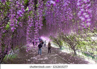 Tunnel Of Wisteria Of 