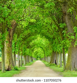 Tunnel-like Avenue of Linden Trees, Tree Lined Footpath through Park in Spring