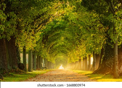 Tunnel-like Avenue of Linden Trees, Tree Lined Footpath through Park at Sunrise