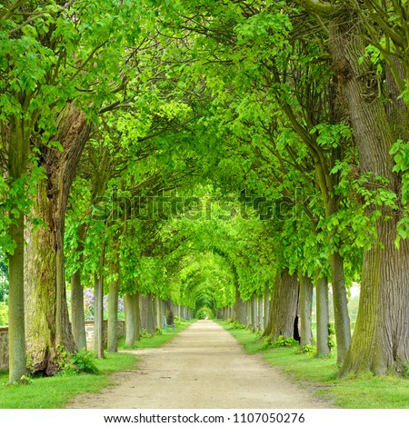 Tunnel-like Avenue of Linden Trees, Tree Lined Footpath through Park in Spring