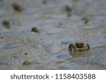 Tunnelling mud crab (Austrohelice crassa). Hoopers Inlet. Otago Peninsula. Otago. South Island. New Zealand.