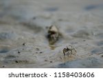 Tunnelling mud crab (Austrohelice crassa). Hoopers Inlet. Otago Peninsula. Otago. South Island. New Zealand.