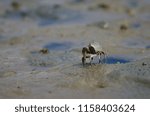 Tunnelling mud crab (Austrohelice crassa). Hoopers Inlet. Otago Peninsula. Otago. South Island. New Zealand.