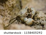 Tunnelling mud crab (Austrohelice crassa) feeding. Hoopers Inlet. Otago Peninsula. Otago. South Island. New Zealand.