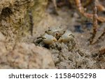 Tunnelling mud crab (Austrohelice crassa) feeding. Hoopers Inlet. Otago Peninsula. Otago. South Island. New Zealand.