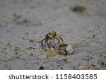 Tunnelling mud crabs (Austrohelice crassa). Hoopers Inlet. Otago Peninsula. Otago. South Island. New Zealand.