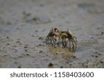 Tunnelling mud crabs (Austrohelice crassa) threatening each other. Hoopers Inlet. Otago Peninsula. Otago. South Island. New Zealand.