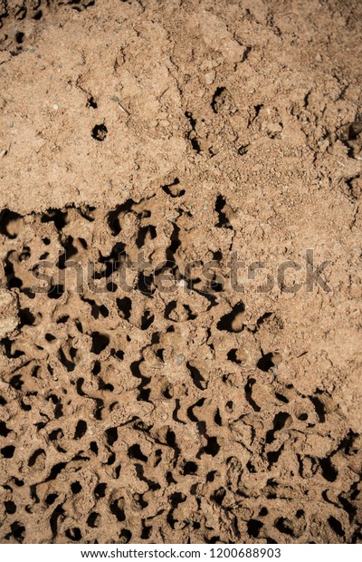tunnels of an abandoned anthill where the\
work of the ants is\
appreciated