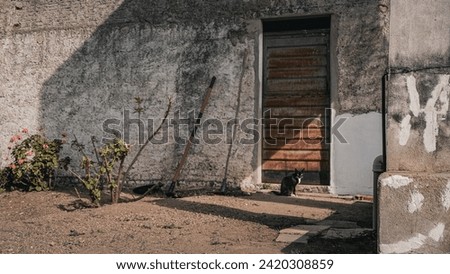 Tuparetama, Pernambuco, Brazil. August, 25, 2023. Wasteland: a cat looking on a construction area..