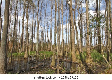 A Tupelo And Bald Cypress Swamp