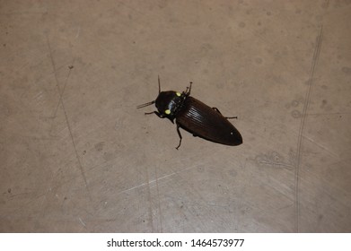 click beetle in house reddit