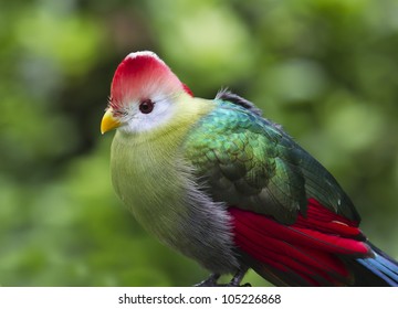 Turaco