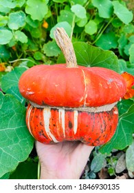 Turban Squash Pumpkin Oh Hand