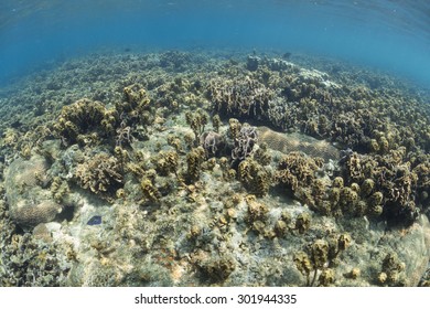 The Turbinaria Cover On The Dead Coral Reef.