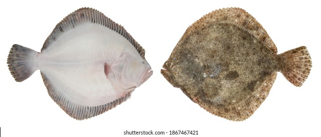 Turbot Fish Isolated On White Background. Bottom Fish Swims Sideways. Photo From Both Sides