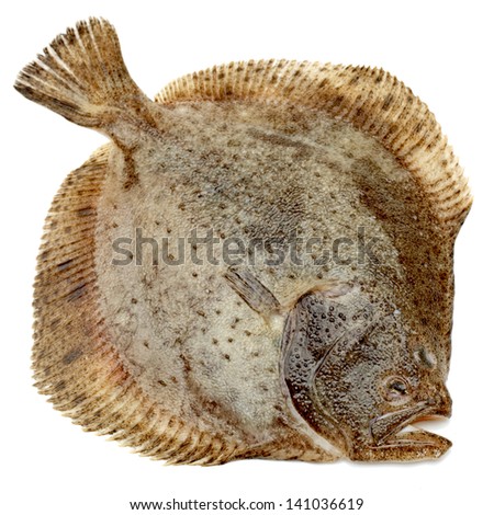 Turbot fish, isolated on white
