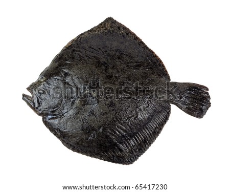 Turbot fish, isolated on white