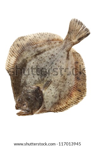Turbot fish on white background