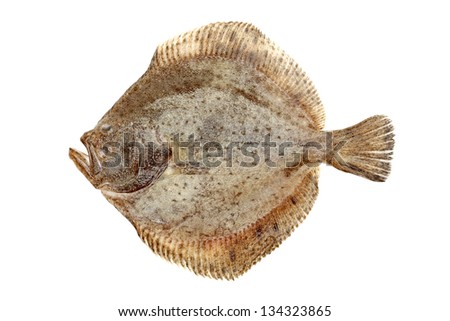 Turbot fish on white background