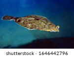 Turbot, scophthalmus maximus, Adult swimming 