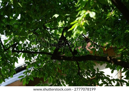 A Turdus merula bird sitting on a Prunus cerasus tree in May. The common blackbird, Turdus merula, is a species of true thrush. Berlin, Germany.