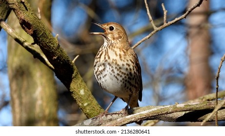 Turdus Philomelos. Song Thrush Heralding Spring On A Tree Branch