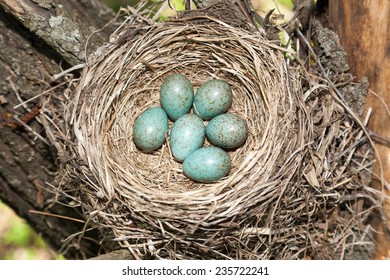 Turdus pilaris, Fieldfare.  Nest of a bird in the nature.