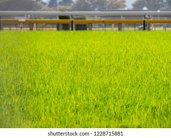 Turf Course For Racing By Racehorses. Flat Racing, Where Horses Gallop Directly Between Two Points Around A Straight Or Oval Track.