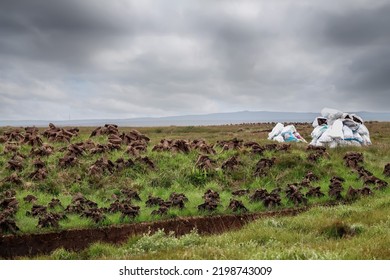 Turf Piles Drying In A Field. Fossil Fuel Production In Ireland.