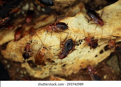 Turkestan cockroach (Blatta lateralis), also known as the rusty red cockroach. Wild life animal.