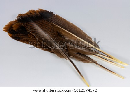 Turket Feather group on white background