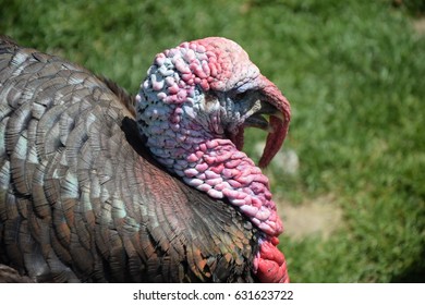 Turkey
