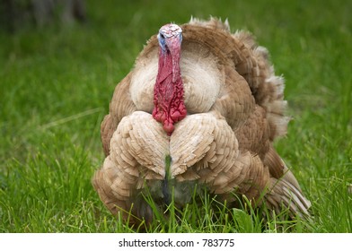 Turkey