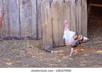 Turkey In A Barnyard Being Raised For Christmas Dinner Or Thanksgiving