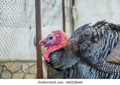 turkey bird
