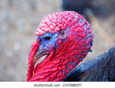 Turkey Bird Head Close Up