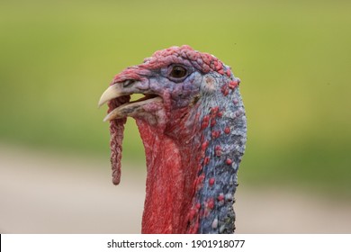 Turkey Bird Head Close Up Portrait