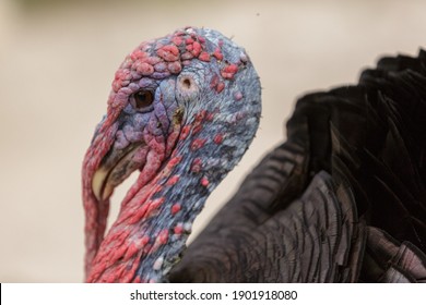 Turkey Bird Head Close Up Portrait