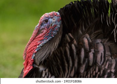 Turkey Bird Head Close Up Portrait