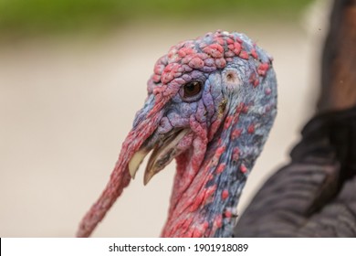 Turkey Bird Head Close Up Portrait