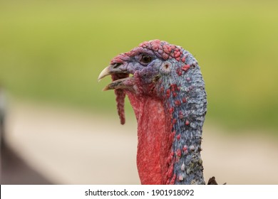 Turkey Bird Head Close Up Portrait