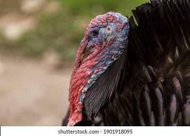 Turkey Bird Head Close Up Portrait